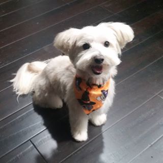 My little maltipoo #dogsofinstagram