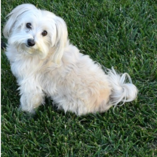 Adams-Pet-Care-on-Maltipoo