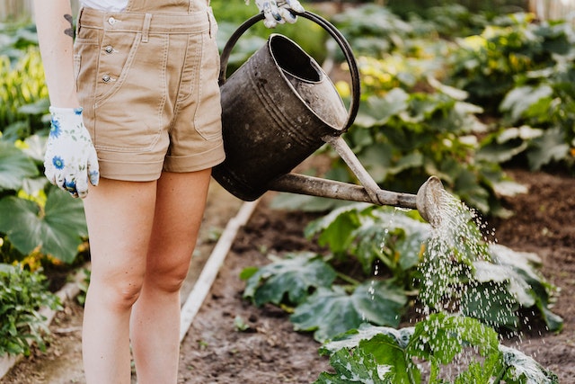 From Garden to Table: The Benefits of Growing Your Own Food